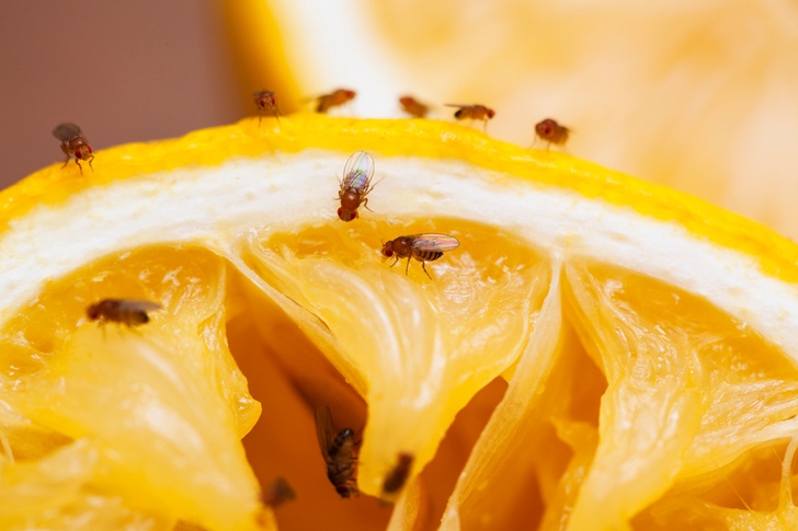 6 Best Ways To Get Rid Of Fruit Flies & 5 Ways To Prevent Them
