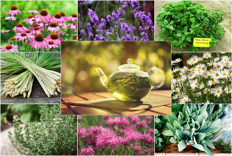 How To Grow Your Own Herbal Tea Garden: 12 Herbs To Get Your Started