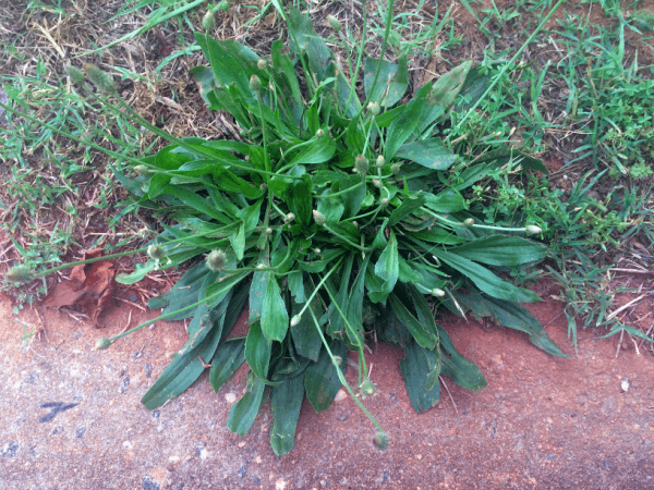 plantago lanceolata