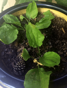 potted plantain