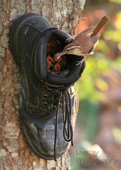 boot bird feeder