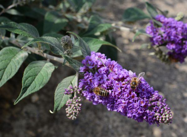 Two honeybees collecting nectar from purple buddleia flowers