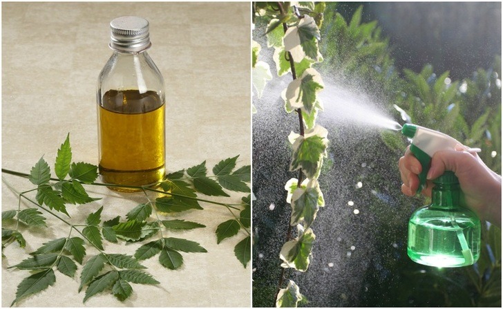 How Neem Oil Works Wonders For Your Plants & Garden