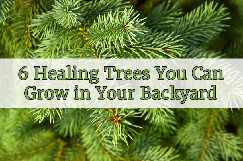 6 Healing Trees You Can Grow in Your Backyard