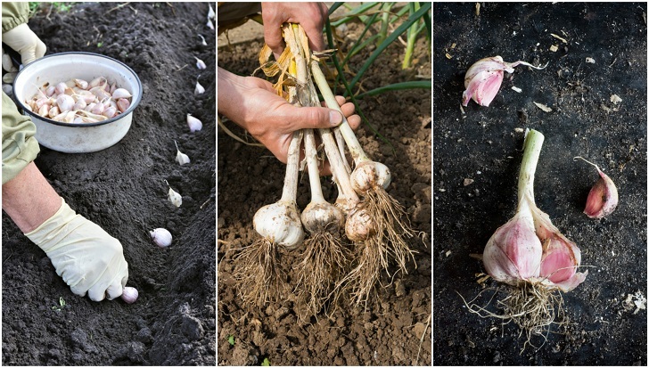 How To Grow A Whole Bulb Of Garlic From A Single Clove