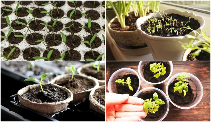 10 Best Tips & Tricks For Starting Seeds Indoors