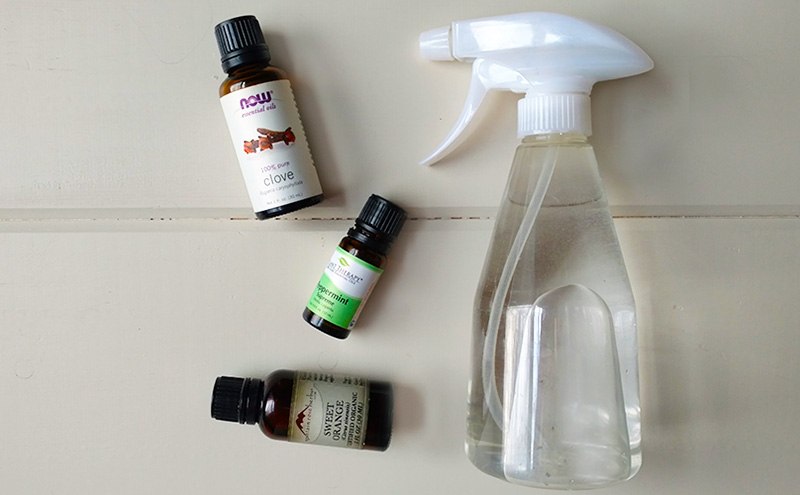 Homemade Ant Repellent Spray To Get Rid Of Ants For Good