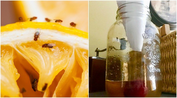 Easy Homemade Trap To Get Rid Of Fruit Flies