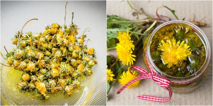 How To Make Dandelion Oil & Ways to Use It