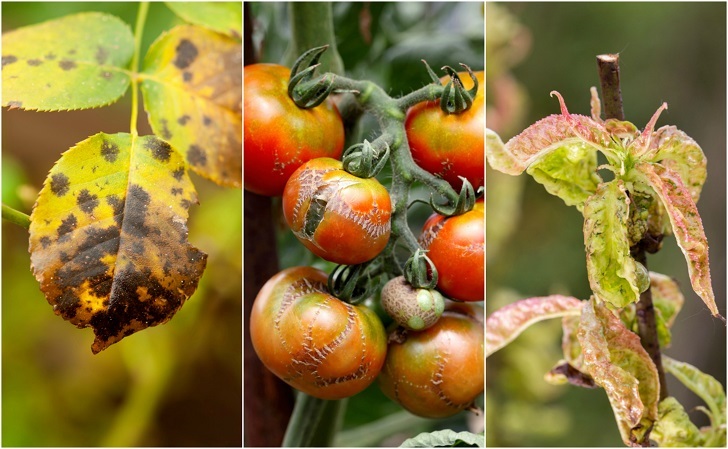 7 Common Plant Diseases To Watch Out For & How To Fix Them