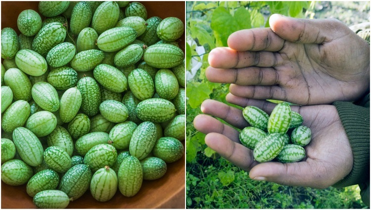 cucamelons The Benefits of Adding Cucamelon Plants to Your Garden