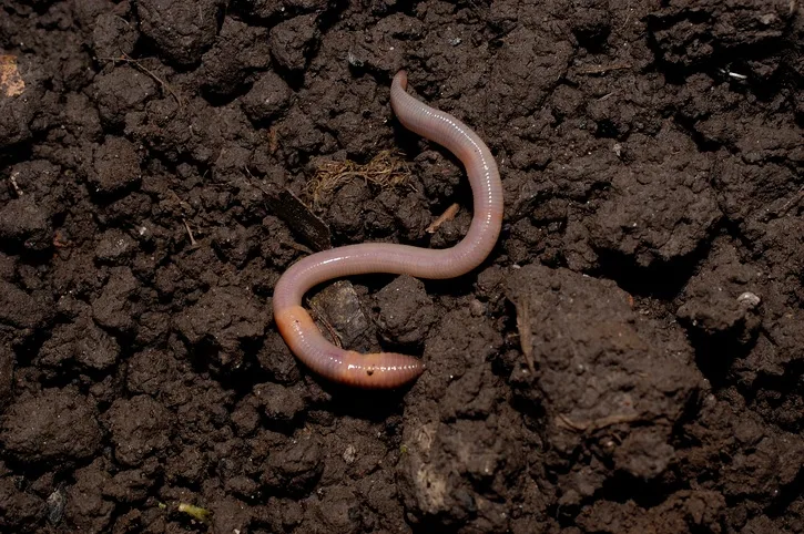 3 Reasons You Need Earthworms In Your Garden & How To Attract Them