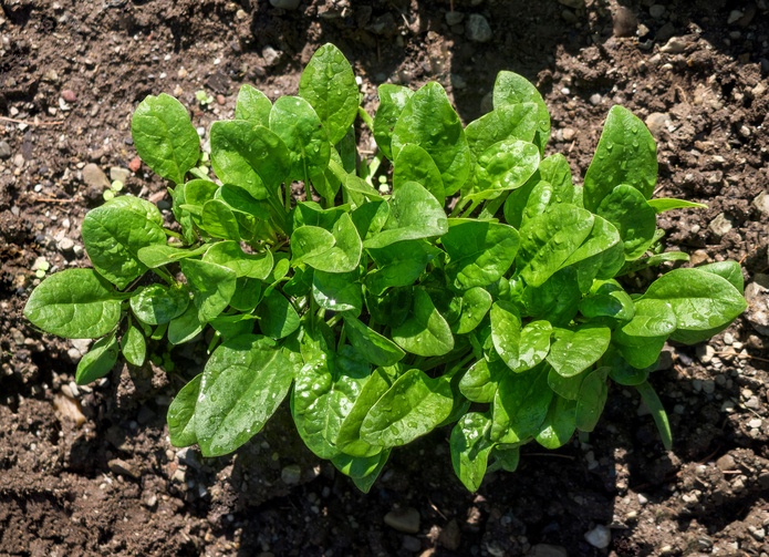 11 No-Work, Fast Growing Greens You Can Grow Anywhere