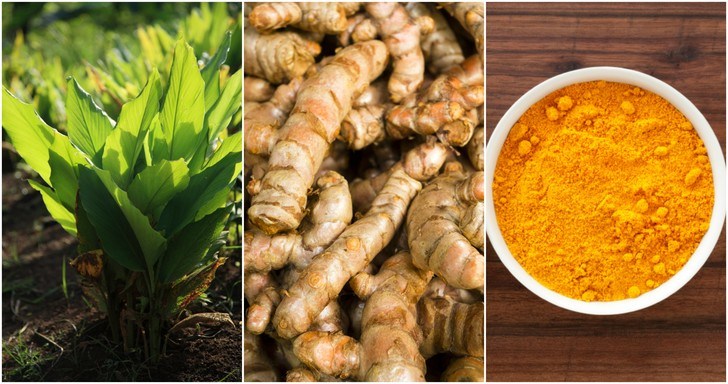 How To Grow Turmeric & 10 Brilliant Ways To Use It