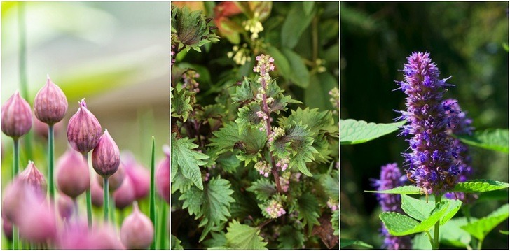 10 Really Rare Herbs You Should Try Growing In Your Herb Garden