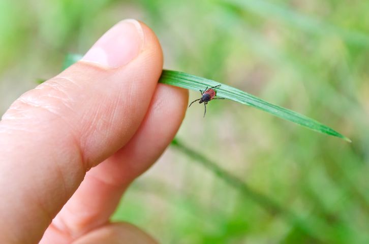 9 Natural Ways To Keep Ticks Out Of Your Garden