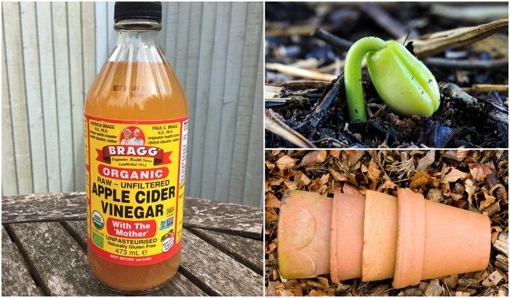 6 Brilliant Uses For Apple Cider Vinegar In The Garden