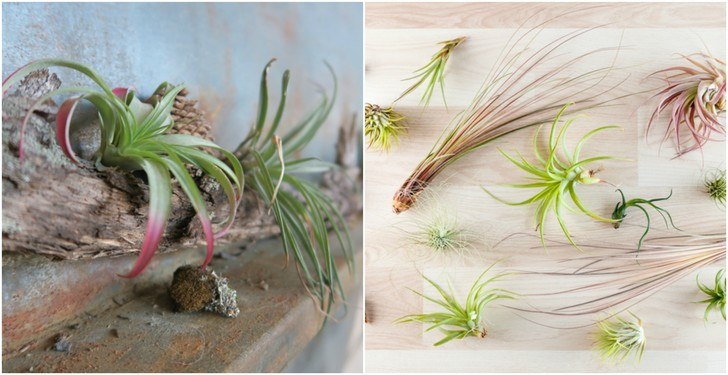 How To Grow Air Plants (Tillandsia) & Why You Should