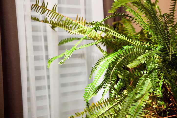 6 Easy To Keep Plants That Reduce Indoor Humidity