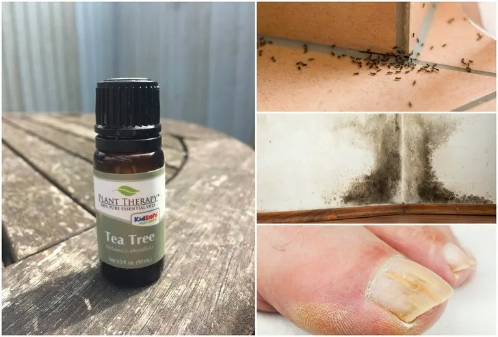 13 Uses For Tea Tree Oil That Will Change Your Life