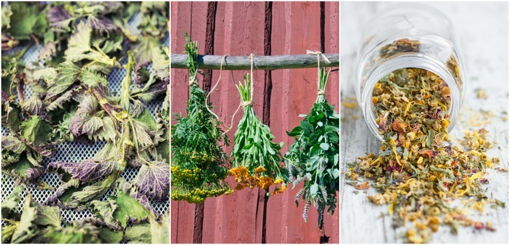 6 Easy Ways To Dry Fresh Herbs To Enjoy All Year Round