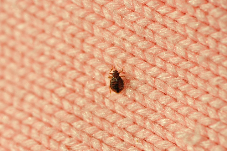 9 Best Home Remedies For Getting Rid Of Bed Bugs