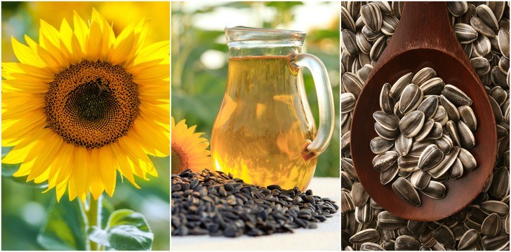 How To Grow The Best Sunflowers + 7 Wonderful Uses For The Entire Plant