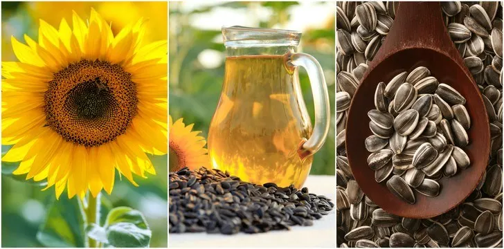 How To Grow The Best Sunflowers + 7 Wonderful Uses For The Entire Plant