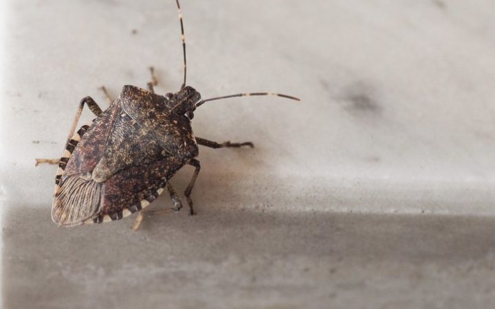 12 Best Natural Ways To Get Rid Of Stink Bugs