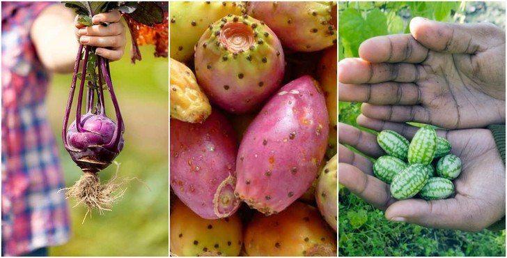 12 Weird & Unusual Fruits & Veggies You Can Grow At Home