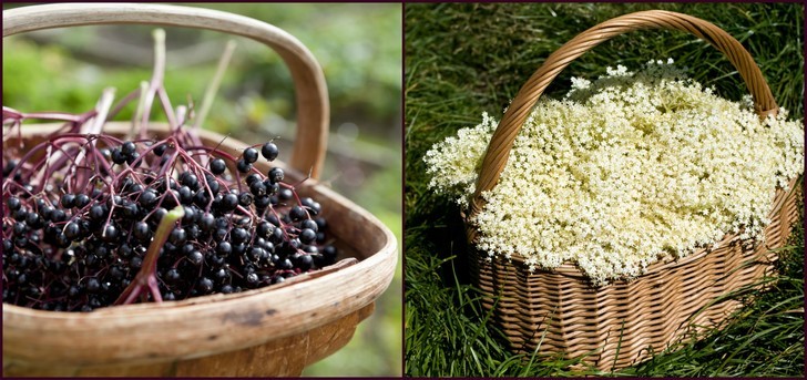 How To Go Foraging For Elderberries & Flowers + 12 Ways To Use Them