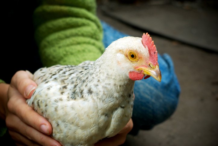 7 Tips For Keeping Chickens In The City
