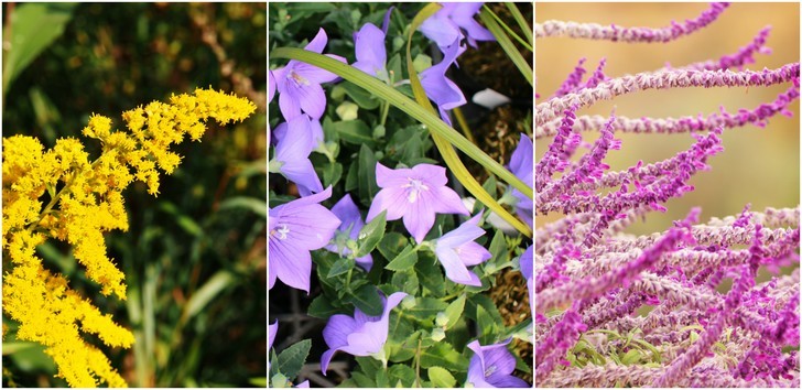 9 Perennials You Should Plant This Fall