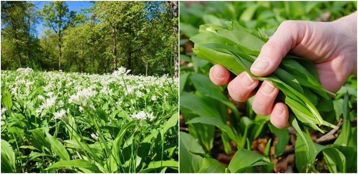 Wild Garlic - 5 Reasons To Forage For This Superfood + Best Recipes