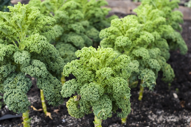 How To Grow An Abundant Supply Of Kale