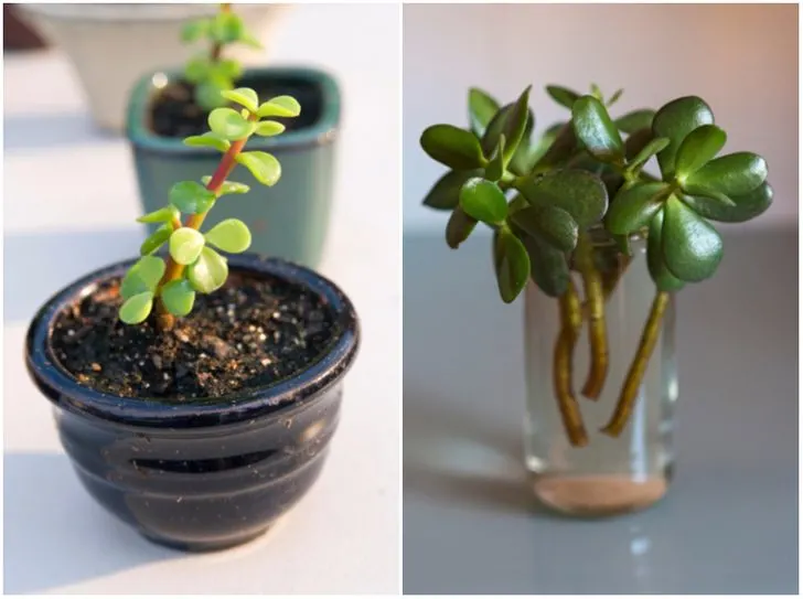 elephant plant jade Buy Elephant bush, Portulacaria afra, Jade plant (Hanging Basket) main image 1