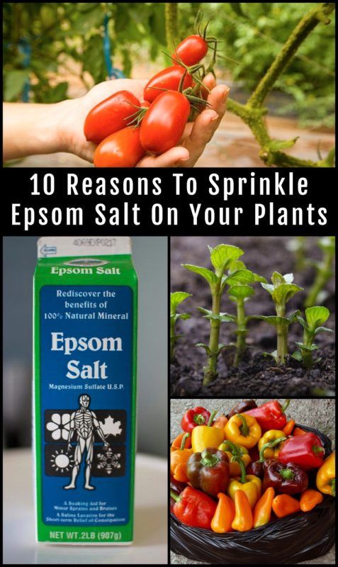 10 Incredible Epsom Salt Uses For Your Plants & Garden