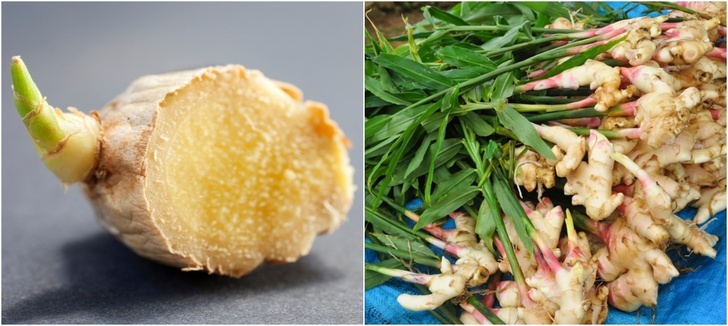 How To Grow Ginger & Epic Ways To Use It