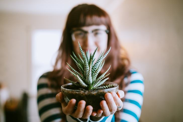 The 3 Best Houseplants For Every Room In The Home