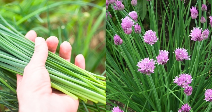 12 Compelling Reasons To Grow Chives + How To Use Them