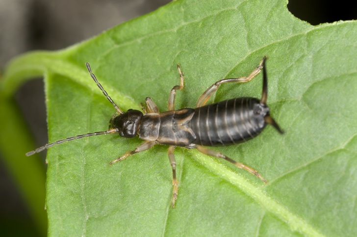 8 Natural Ways To Get Rid Of Earwigs In The Garden