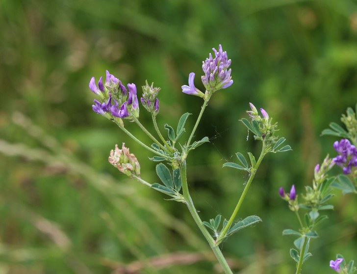 10 Reasons To Grow Alfalfa In Your Garden
