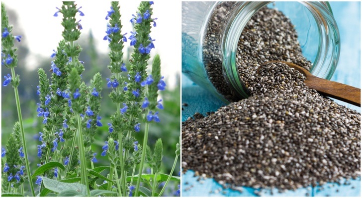 how-to-grow-chia-seeds-5-uses-for-the-entire-plant-endemic