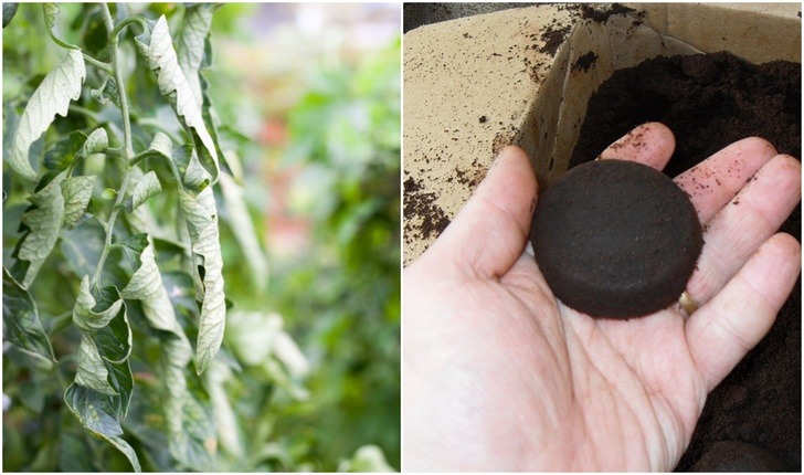 13 Ways To Fix Nitrogen Deficiency In The Garden