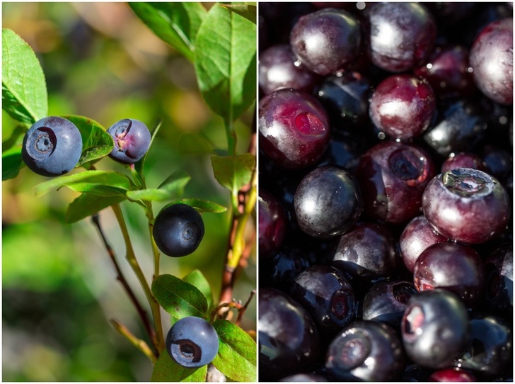 How To Forage For Huckleberries + 8 Tasty Ways To Use Them