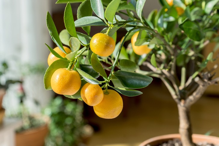 15 Best Smelling Houseplants To Perfume Your Home