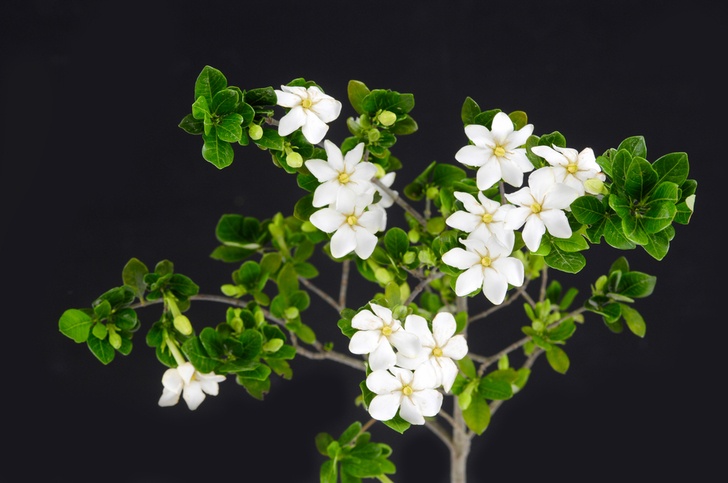 15 Best Smelling Houseplants To Perfume Your Home
