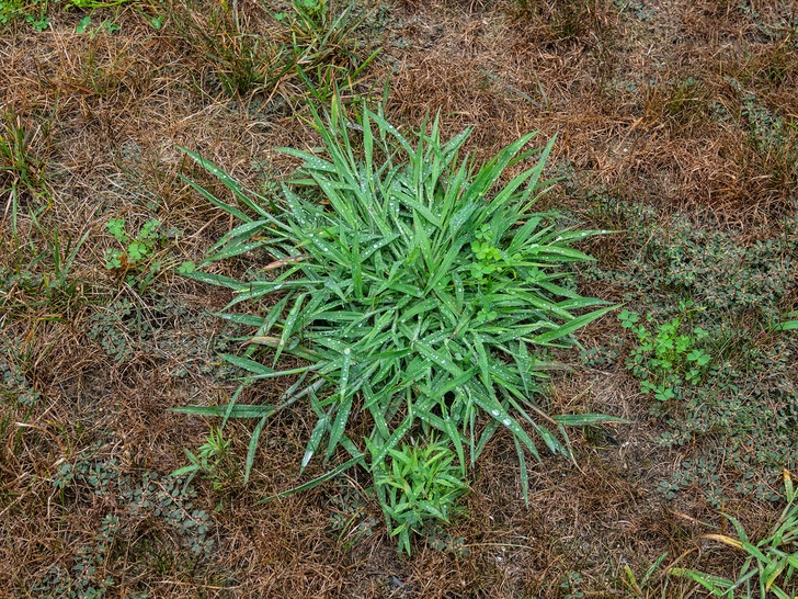 10 Ways To Get Rid Of Crabgrass For Good