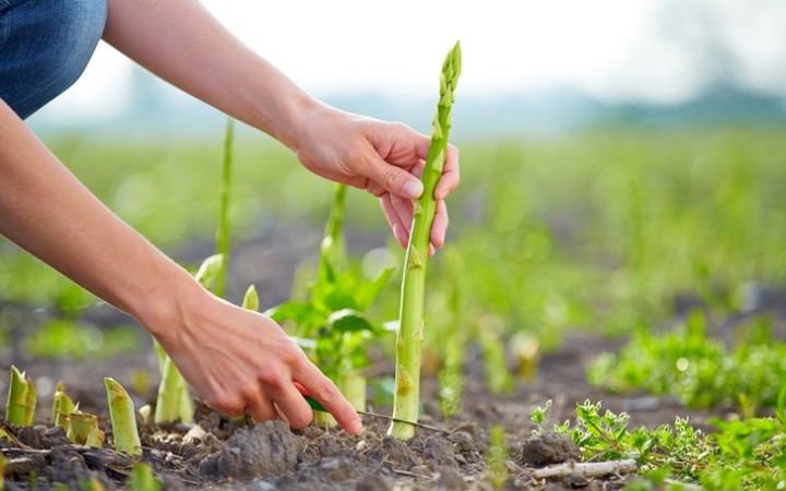 20 Cut & Come Again Veggies For Endless Harvests
