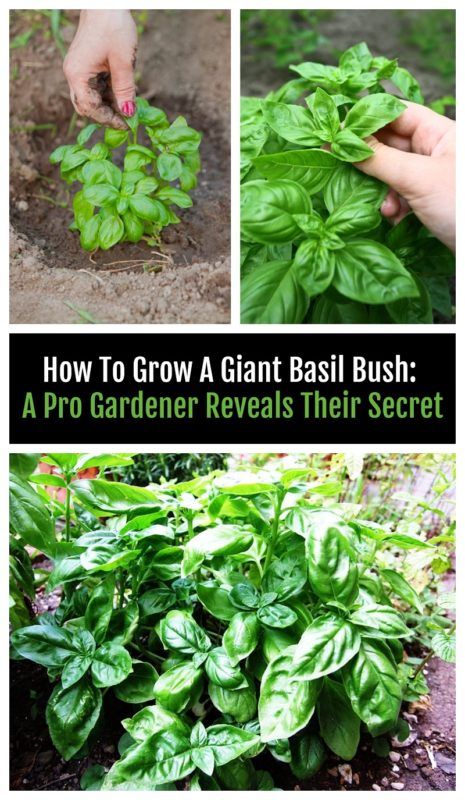 How To Grow A Giant Basil Bush: A Pro Gardener Reveals Their Secret
